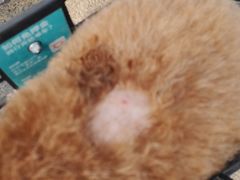 -宠爱国际动物医院· 猫科· 外科·中兽医(长白店)