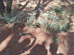 -铁山坪森林公园