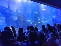 -江和美海洋公园