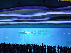 -珠海长隆海洋王国