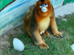 -西霞口神雕山野生动物世界