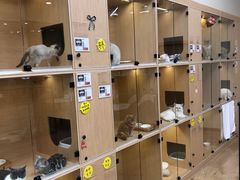 -袖虎猫馆(十亩地店)