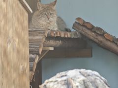 -青藏高原野生动物园
