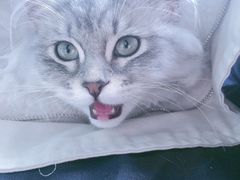 -1013 PET SHOP 宠物商店(近铁城市广场店)
