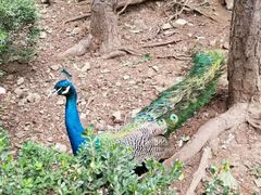 -燕塞湖鸟语林景区
