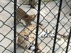 -大连森林动物园