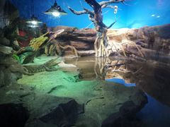 -沙沙哗啦海洋馆(华宇百花谷店)
