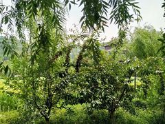 -渭南桃花源民俗文化园