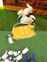 -萌宠亲子动物乐园(槐房万达店)