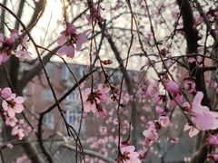 -桃花堤公园
