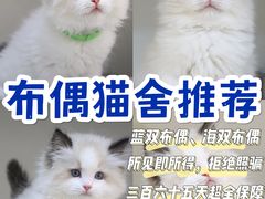 -lincat·猫舍(广州店)