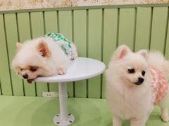 -怪兽屋·羊驼·猫咖·狗咖(俊华广场店)