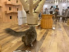 -袖虎·猫馆(体育西路店)