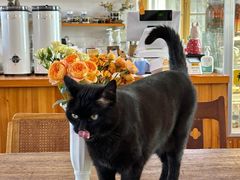 -春风十里咖啡馆