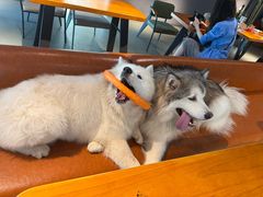 -爪吧宠物乐园 (温榆河示范区店)