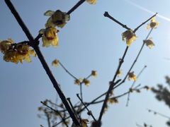 -杭州植物园