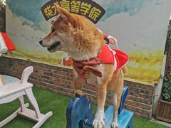 -柴犬高等学院·狗咖·柴犬售卖·宠物训练
