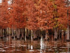 -白鹭湾湿地公园