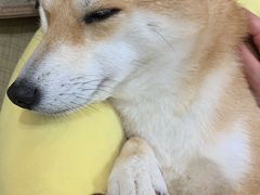 -逗柴咖啡屋·狗咖猫咖宠物桌游
