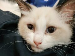 -lincat·猫舍(广州店)