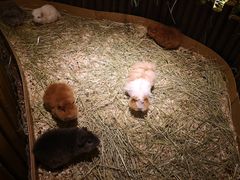 -藦茜花园宠物主题亲子互动体验馆(国顺东路店)