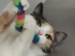 -Cappucimeow猫咪咖啡馆(韦伯时代店)