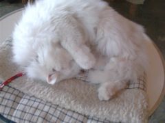 -Babycat私家御饼屋(龙头路一店)