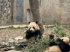 -都江堰中华大熊猫苑