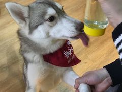 -Husky Go! 哈士奇体验馆·宠物咖啡厅狗咖
