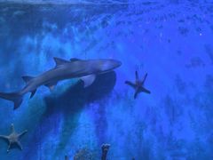 -太平洋海底世界