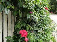 -三圣花乡旅游区