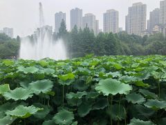 -龙头寺公园
