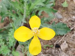 -永定河休闲森林公园