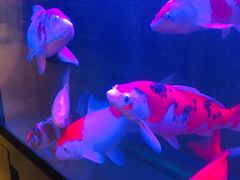 -悦融琥珀·京鲁菜·海味珍品(西单店)