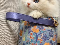 -小猫来了·猫舍(红山六九七九店)