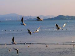 -深圳湾公园(南山区)
