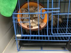 -瑞派动物医院·猫专科·至诚(江南中分院)