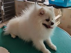 -宠颐生宠物医院·骨外科·犬猫全科诊疗中心(池州店)