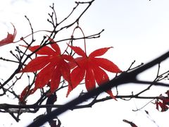 -四明山国家森林公园