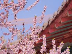 -桃花堤公园