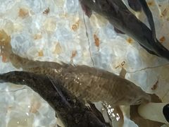 -山城家常菜铁锅炖鱼