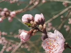 -颐和园