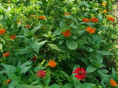 -前小桔亲子创意农场·草莓采摘·露营烧烤