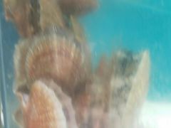 -港畔赶海蒸汽海鲜烧烤自助(仙螺岛店)