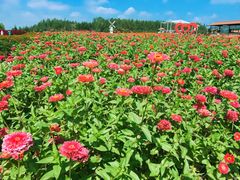 -北纬44度·金珠花海休闲农业旅游景区