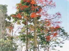 -深圳人才公园