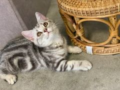 -团子家猫咪猫咖馆·柯基·柯尔鸭