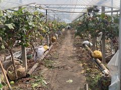 -马陆小张葡萄园农家乐