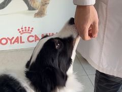 -瑞派福兴宠物医院犬猫全科·骨科·中西医结合(河东店)