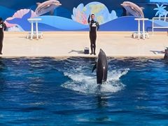 -秦皇岛乐岛海洋王国